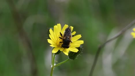 bee pollinating on a yellow flower in a natural reserve in catalonia, spain