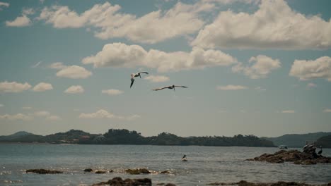 escena de vida silvestre con pájaros pelícanos buceando en el mar con costa rocosa