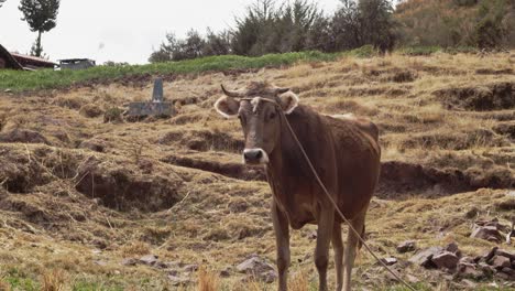 close up brown cow tied up in field