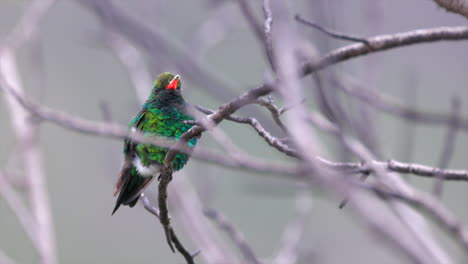 Small White-vented Violetear Hummingbird bird perched preening in tropical cerrado savanna in Brazil