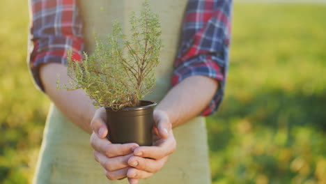 las manos del agricultor sostienen una olla de plantas de tomillo especias frescas de la bio-granja