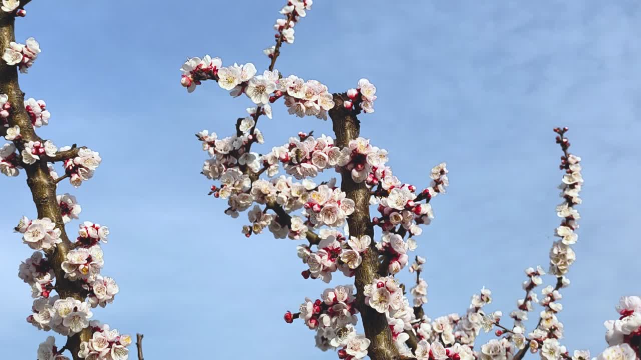 Api che volano e impollinano i fiori di albicocco sui rami degli alberi in fiore, mentre la telecamera si avvicina lentamente mostrando una dettagliata scena naturale di un frutteto primaverile.