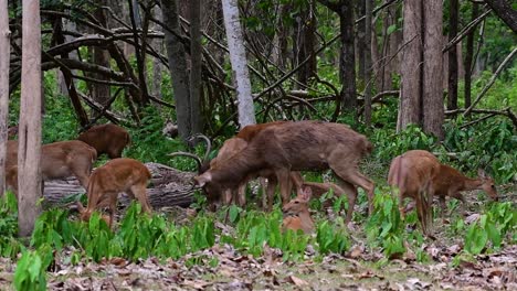 Der-Eldhirsch-Ist-Aufgrund-Von-Lebensraumverlust-Und-Jagd-Eine-Vom-Aussterben-Bedrohte-Art