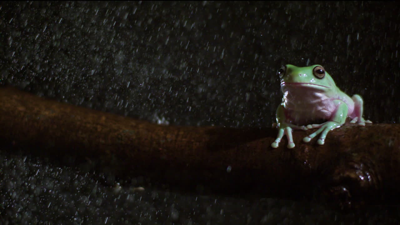 Whites tree frog in the rain slow motion