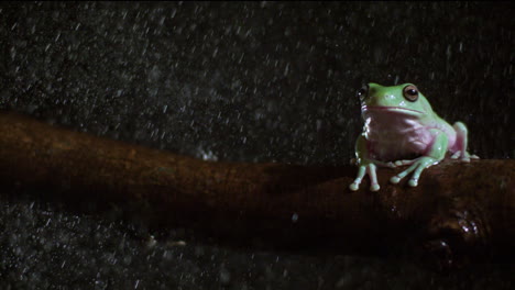 Weißer-Laubfrosch-Im-Regen-In-Zeitlupe