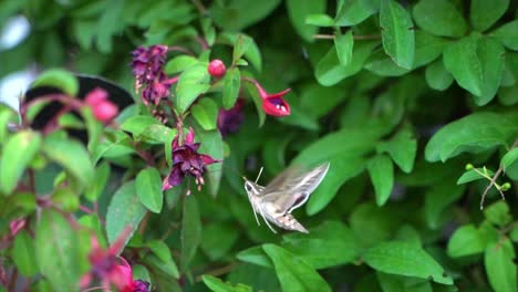 white-lined sphinx moth adult pollinating flower in slow motion