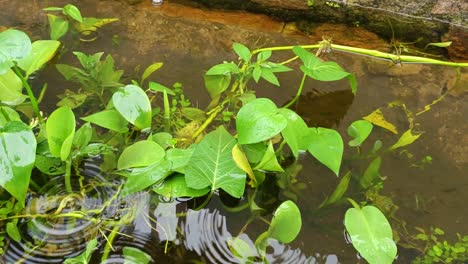 雨の滴を水の植物に 4k