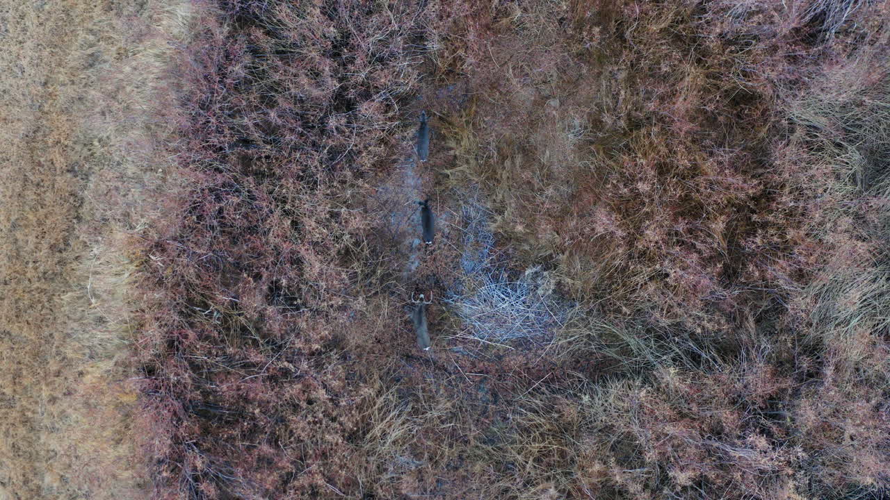 vista aérea de arriba hacia abajo de ciervos salvajes parados en pastizales en un valle agradable