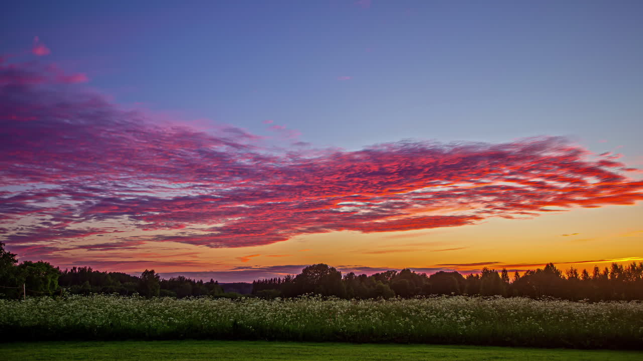 colorida puesta de sol magenta sobre un bosque y un campo de flores silvestres - lapso de tiempo