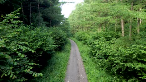 4K-very-slow-drone-video-flying-smoothly-between-trees-in-a-forest