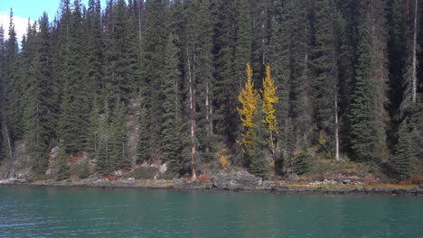 Costa-Escénica-Del-Lago-Maligne,-Parque-Nacional-Jasper,-Alberta,-Canadá