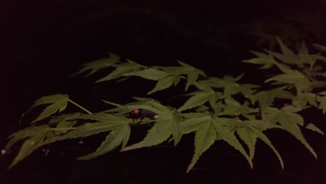Japanischer-Genji-Botaru-Glühwürmchen-Auf-Einem-Ahornbaum-In-Der-Nacht