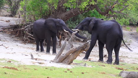 two african bush elephants grapple for dominance on the chobe river