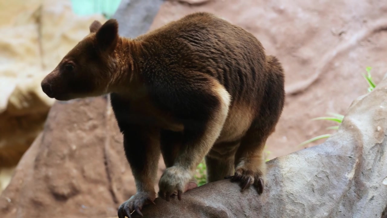 Canguro arboricolo che scende con cautela un grande tronco d'albero mentre si guarda intorno in un ambiente di zoo tropicale.