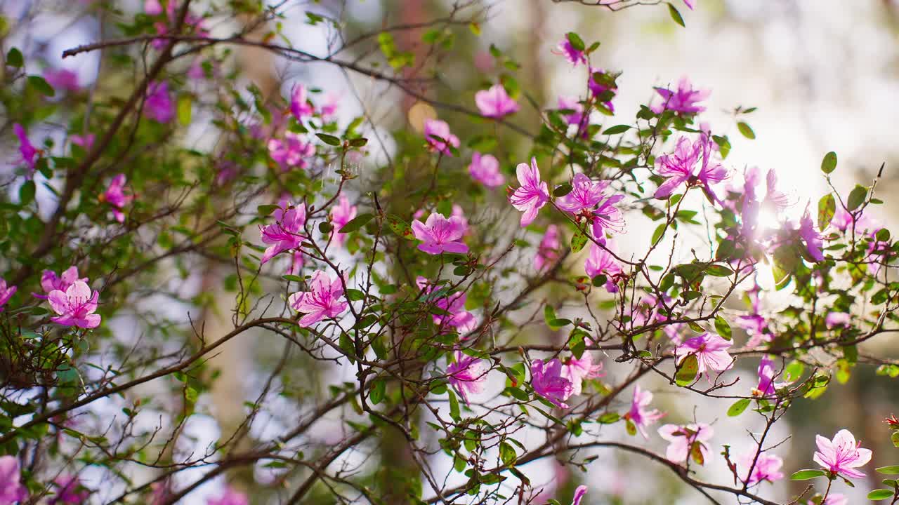 Pink blossoms glow in sunlit spring branches. Light filters through petals, creating soft highlights. Delicate flowers sway gently in warm breeze. Serene natural beauty evokes calm and renewal