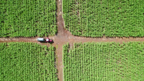 Un-Camión-En-Un-Camino-De-Tierra-En-Medio-De-Un-Exuberante-Campo-De-Caña-De-Azúcar-Bajo-La-Luz-Del-Sol,-Vista-Aérea