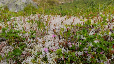 Arktischen-Tundra.-Schöne-Natur-Norwegen-Naturlandschaft.