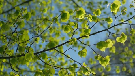 Ramita-Con-Hojas-Verdes-Vívidas-Contra-El-Cielo-Azul,-Cámara-Lenta