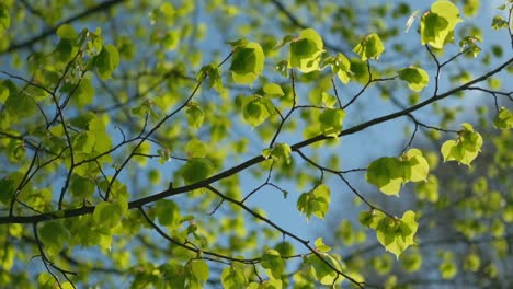 ramita con hojas verdes vívidas contra el cielo azul, cámara lenta