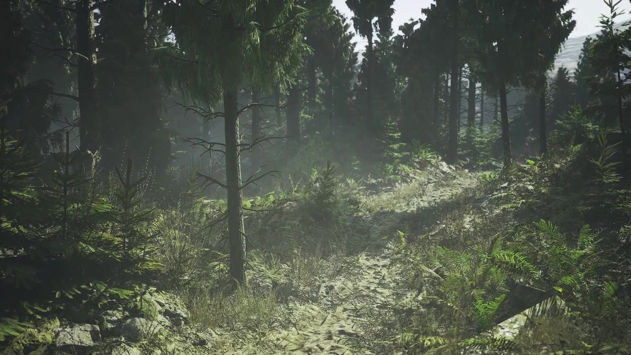Ambiente florestal tranquilo com raios de sol suaves e vegetação exuberante