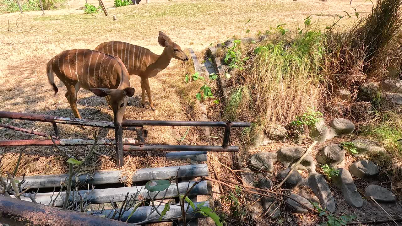 Nyala antelopes exploring their habitat in Chonburi