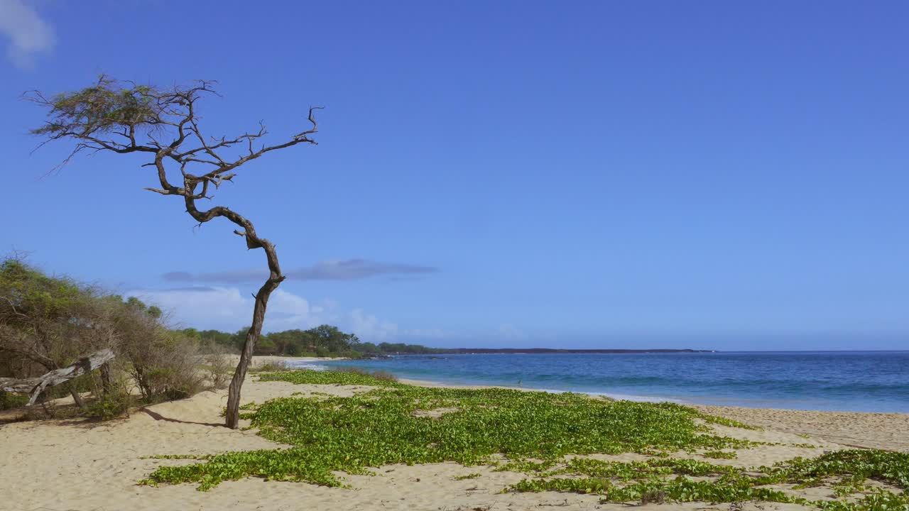 Tranquil Beach Scene with a Solitary Tree