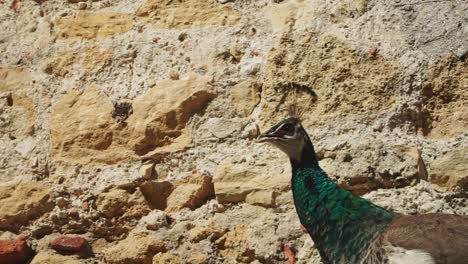 close up shot, majestic peacock turns it's head around in lisbon, portugal