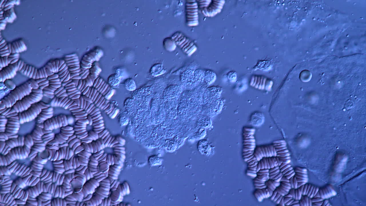 Microscopic view of red blood cells and cellular structures