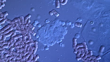 microscopic view of red blood cells and cellular structures