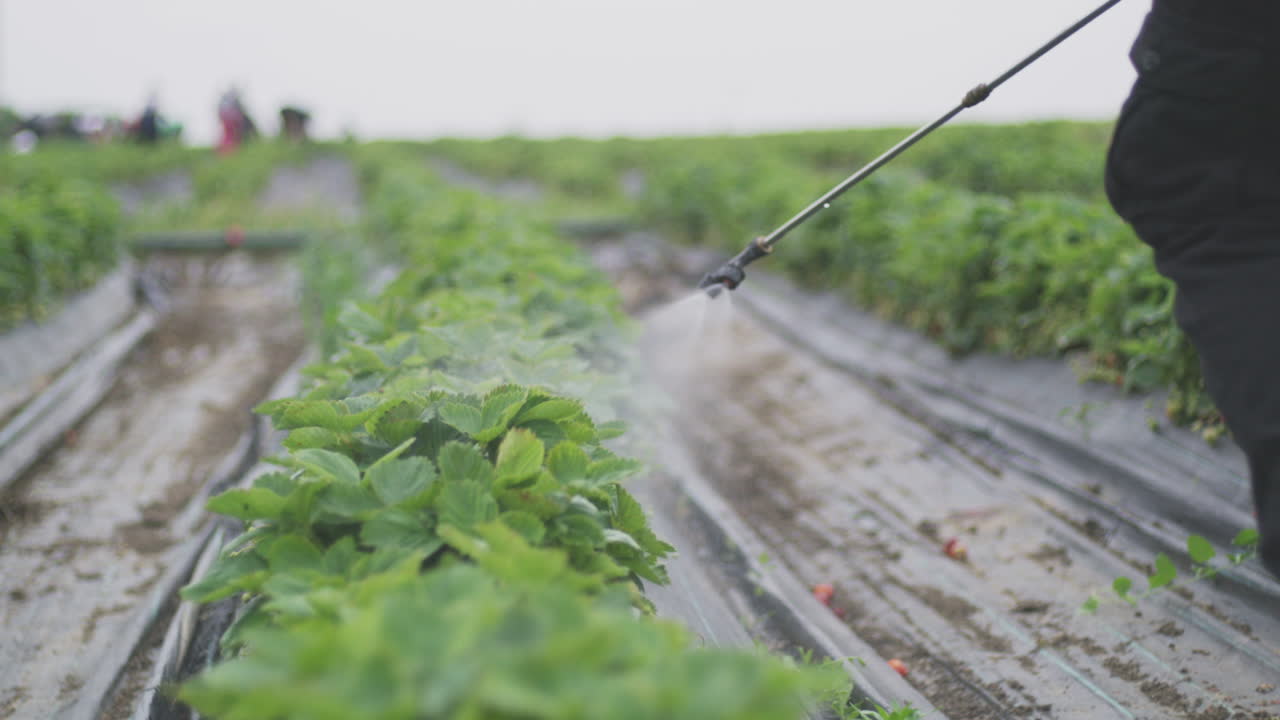 Strawberry Farm - Spraying Plants