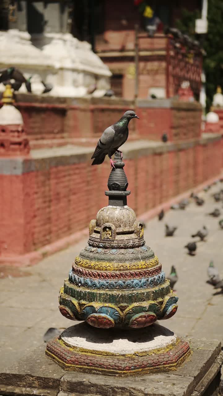 paloma en un templo en katmandú en nepal, video vertical para las redes sociales instagram reels y tiktok de palomas y pájaros en famosos edificios históricos antiguos en kathmandú