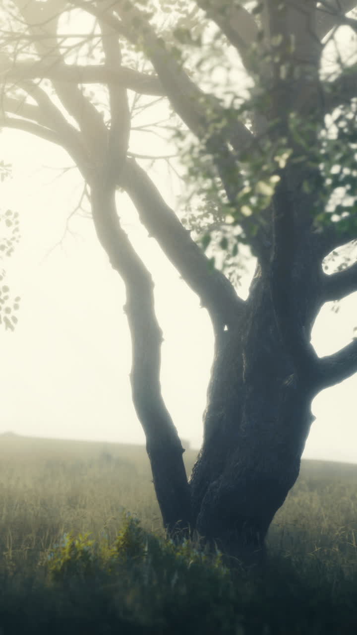 Luce del sole che filtra attraverso la nebbia vicino a un albero in un campo erboso all'alba