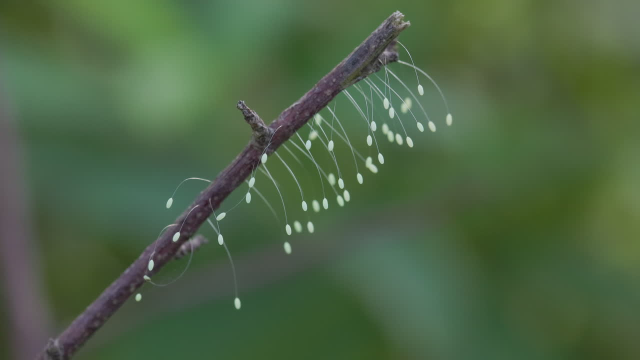 Delicate lacewing eggs hang from a slender twig, gently swaying against a soft green backdrop