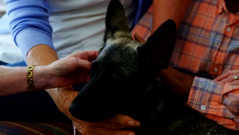 senior friends petting a dog at retirement home 4k