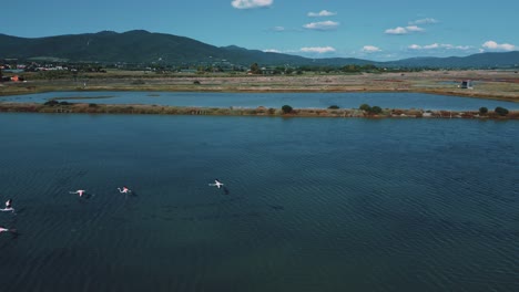 A-flock-of-pink-flamingos-is-starting-to-fly-on-shallow-lagoon-water-surface-with-wings-and-legs-moving