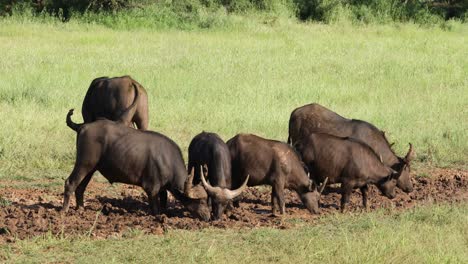 african of cape buffaloes in a muddy waterhole, mokala national park, south africa