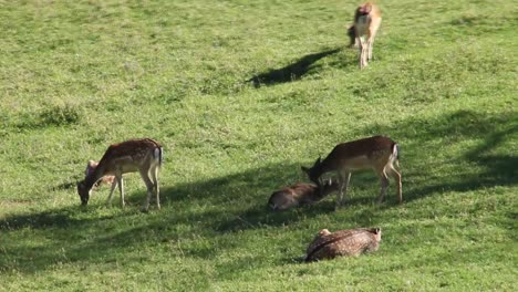 Reh,-Capreolus-Capreolus,-Kauen-Grüne-Blätter