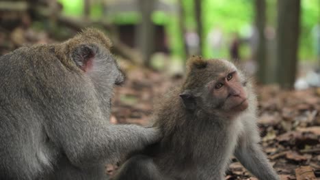 long-tailed macaque primates grooming in their sanctuary in sacred monkey forest, ubud, bali indonesia. close-up shot