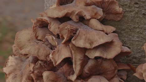 close dolly in of group of honey fungus mushroom on a tree trunk in forest