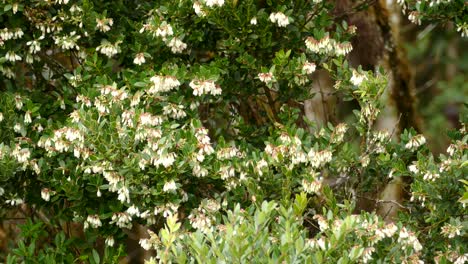 Wunderschöner-Grüner-Kolibri,-Der-Von-Blüte-Zu-Blüte-Huscht