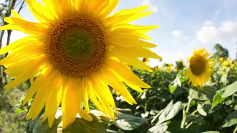 campo de girasol 05