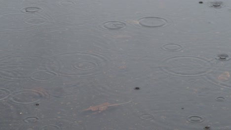 rain circles on surface of puddle on asphalt road