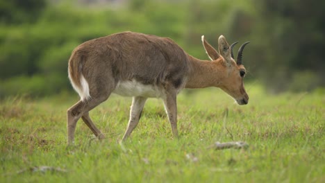 lindo reedbuck de montaña del sur roza sobre hierba, cámara lenta sigue el tiro
