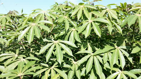 hojas verdes de yuca en la rama de un árbol en la plantación agrícola de campo de yuca, granja de yuca