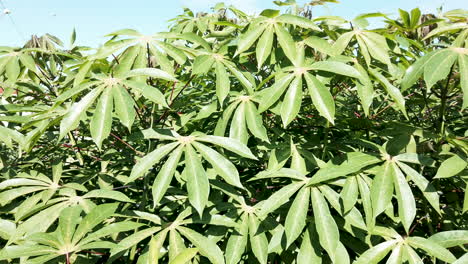 green leaves cassava on branch tree in the cassava field agriculture plantation, cassava farm