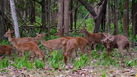 Der-Eldhirsch-Ist-Aufgrund-Von-Lebensraumverlust-Und-Jagd-Eine-Vom-Aussterben-Bedrohte-Art