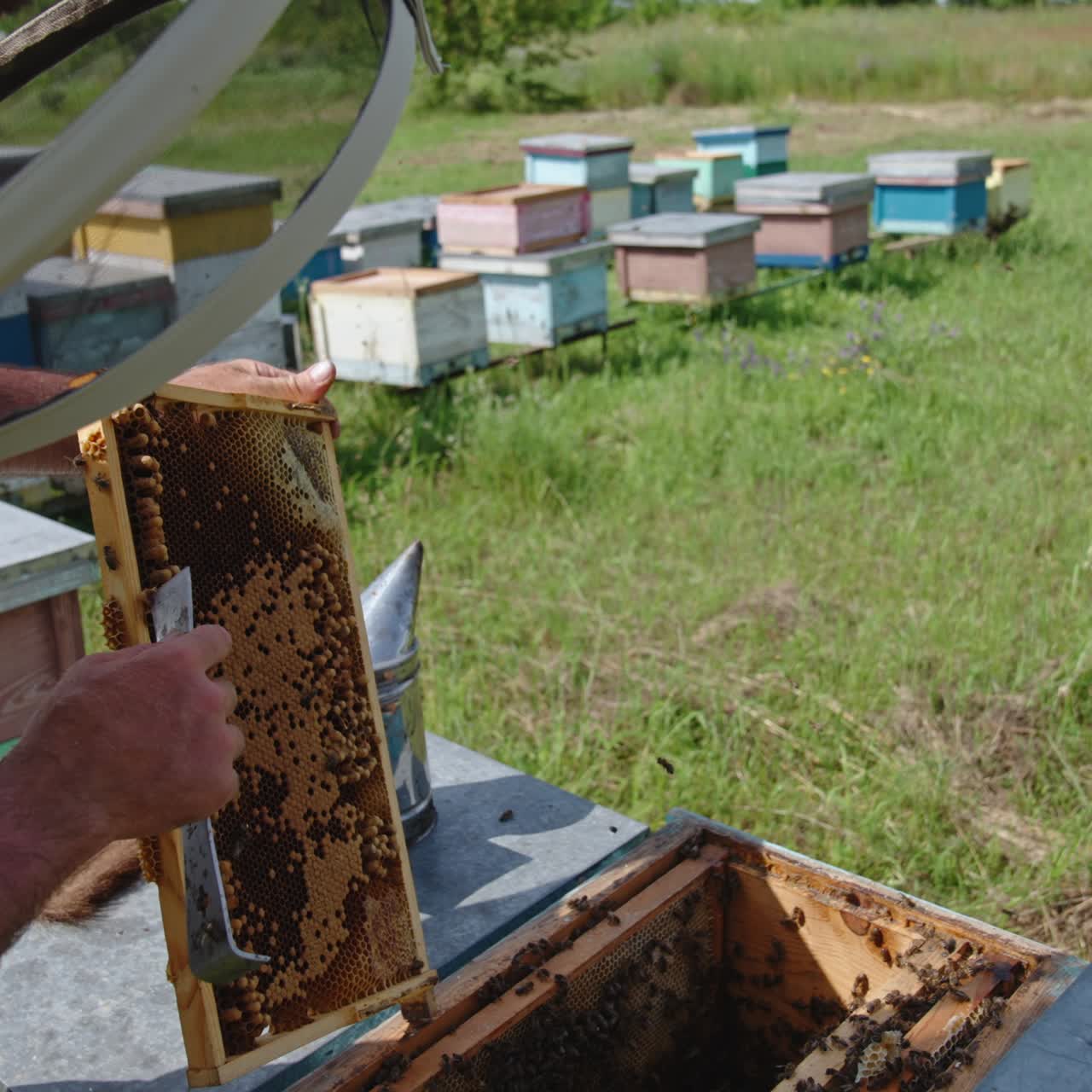 Beekeeper turning honey frame in his hands for a better look. Man uses metal tool to uncover some cells on the frame. Bee farm backdrop in blur