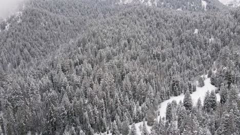 aerial view over snowy winter forest scene, american fork canyon, utah