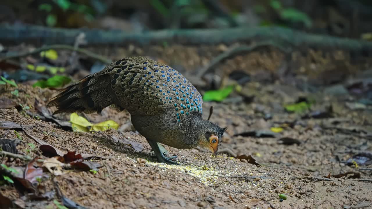 Colorful Crested Peacock-Pheasant Feeding Food Over Forest Ground In Malaysia. Close-up Shot