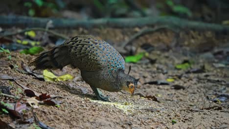 colorful crested peacock-pheasant feeding food over forest ground in malaysia. close-up shot